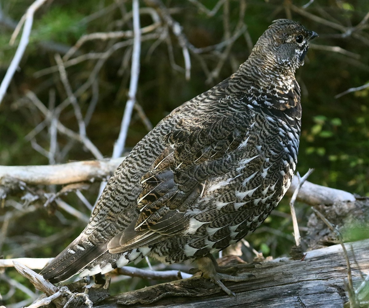 Spruce Grouse - ML642093638