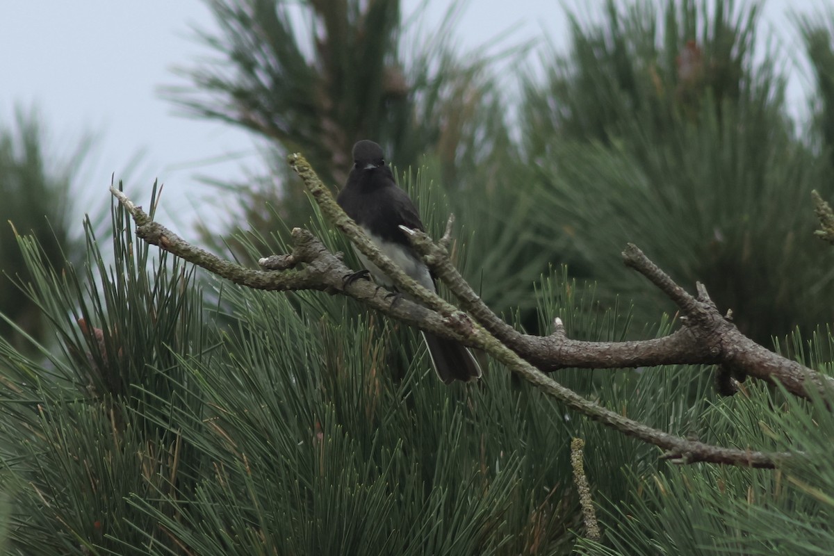 Black Phoebe - ML642093651