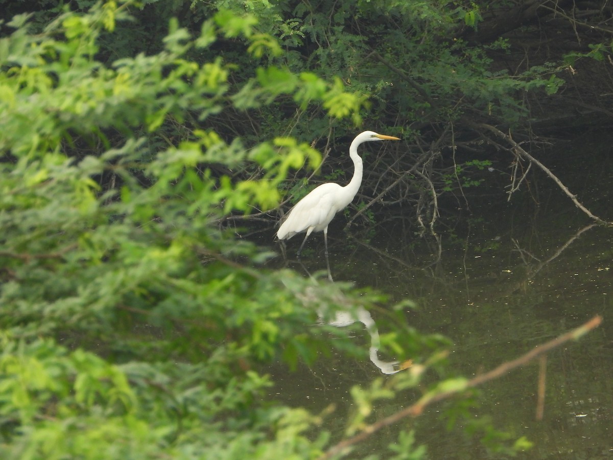 Great Egret - ML642093655