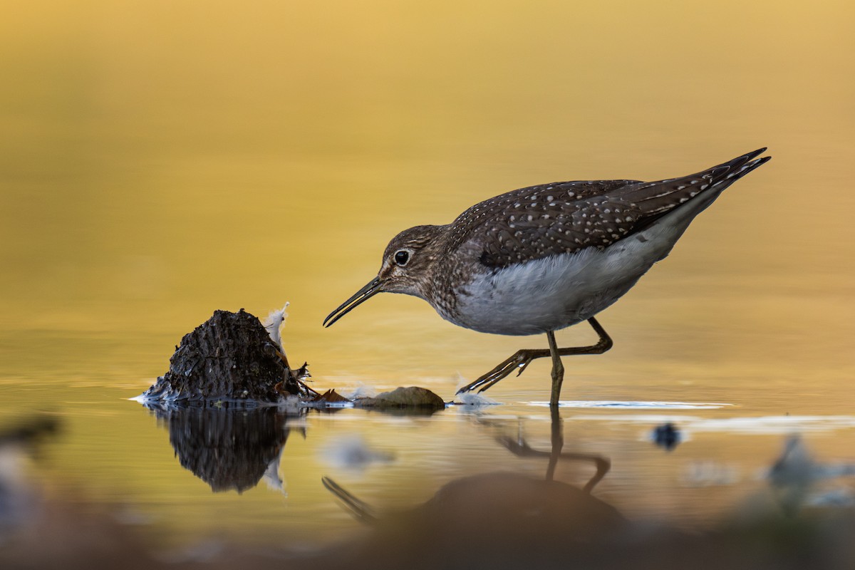Solitary Sandpiper - ML642093656