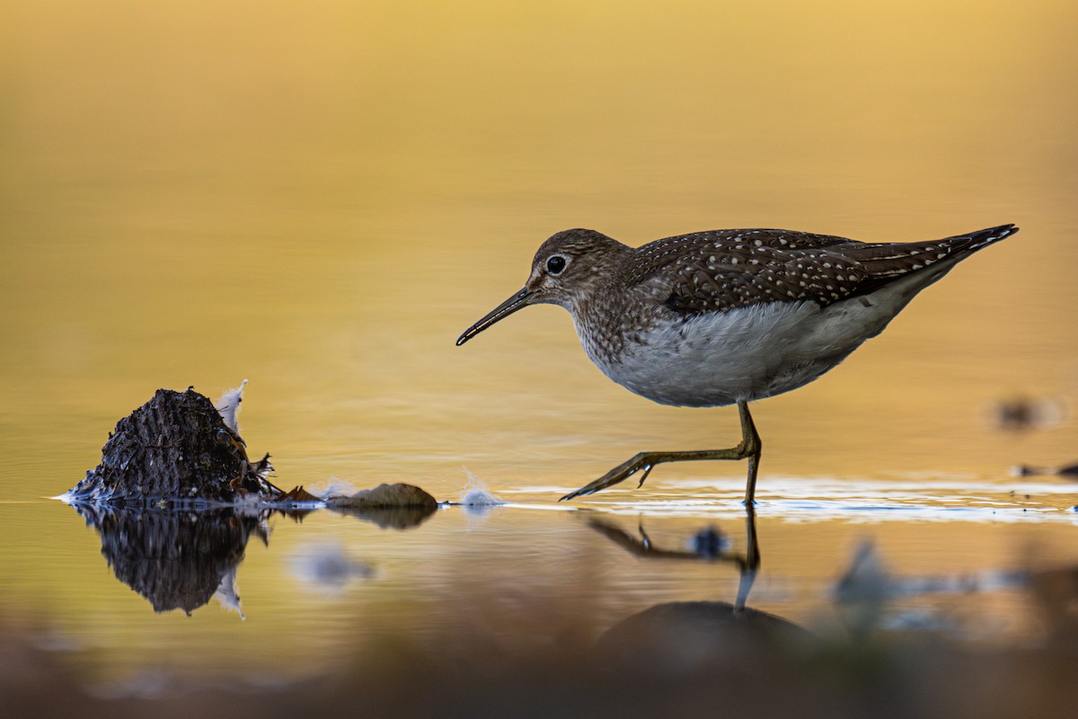 Solitary Sandpiper - ML642093657