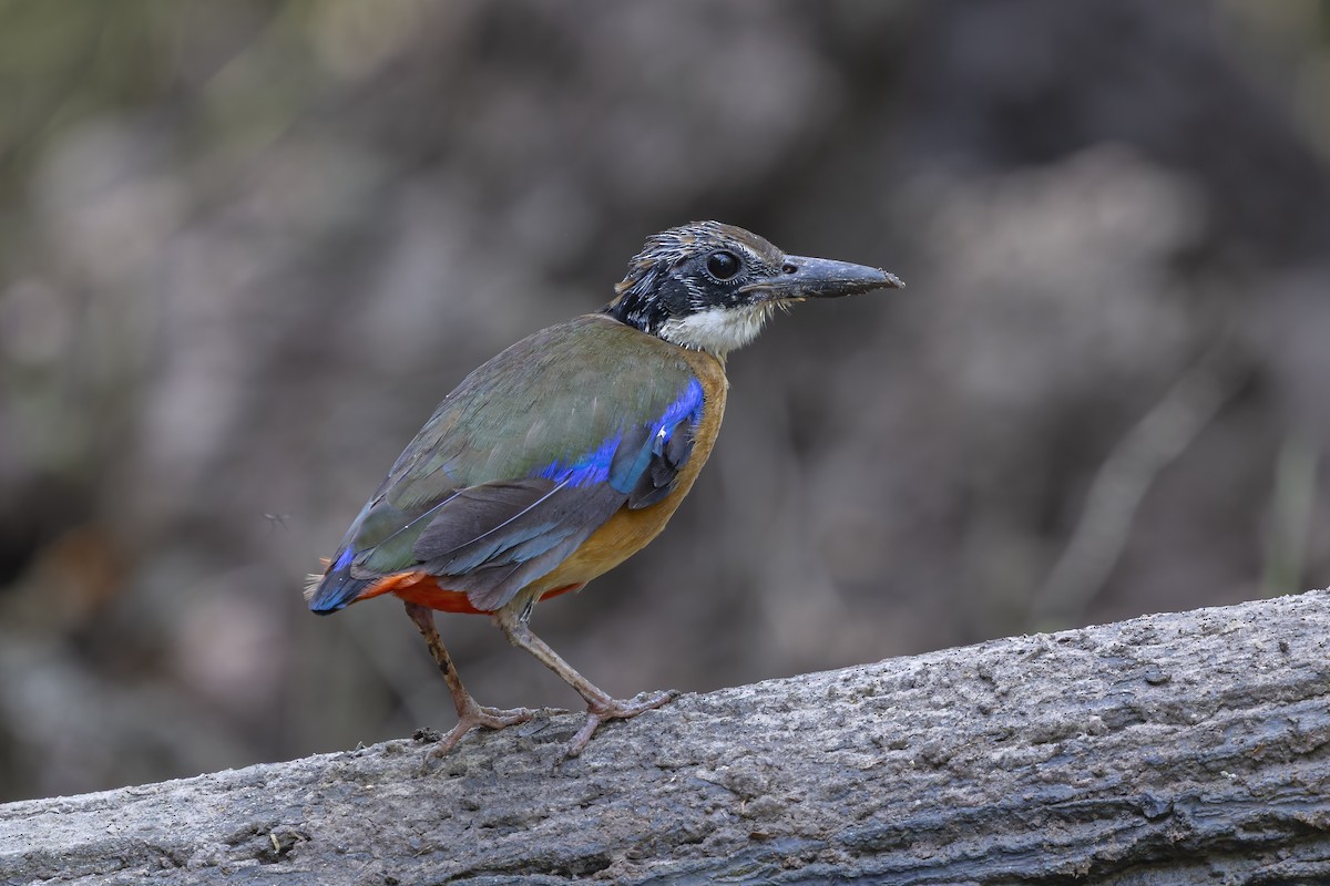mangrovepitta - ML642093672