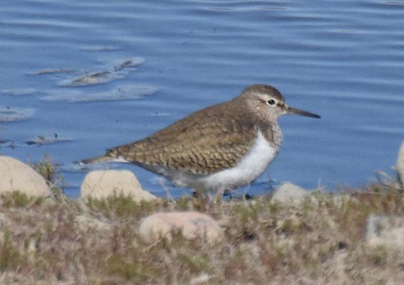 Common Sandpiper - ML642093675