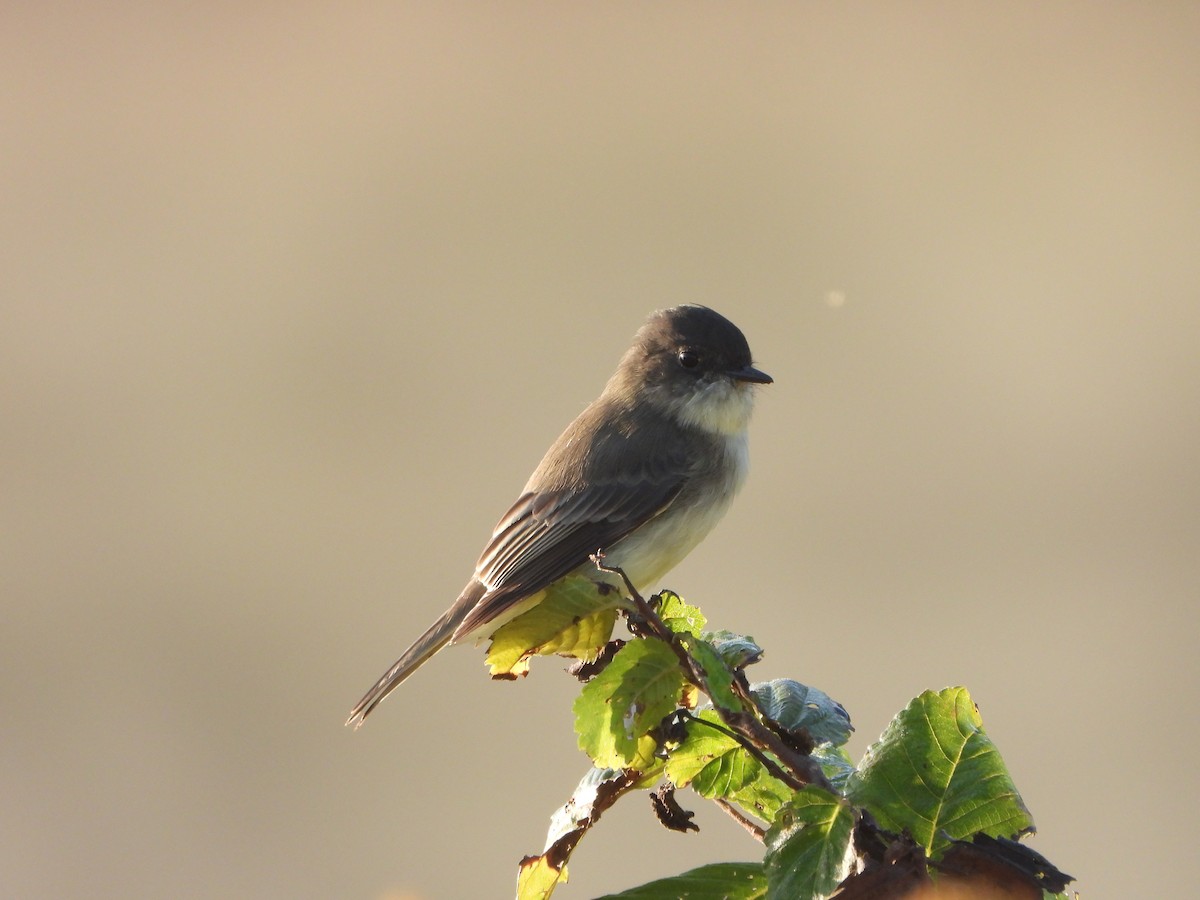 Eastern Phoebe - ML642093677
