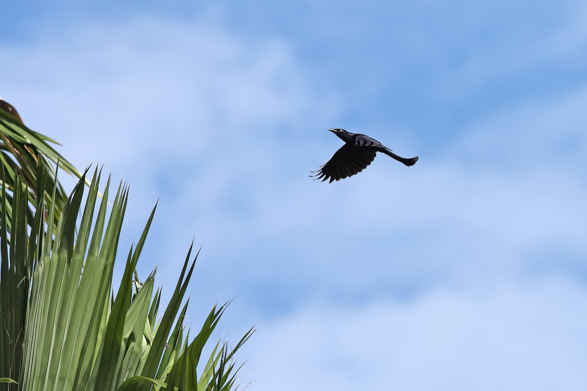 Hair-crested Drongo (White-eyed) - ML642093679