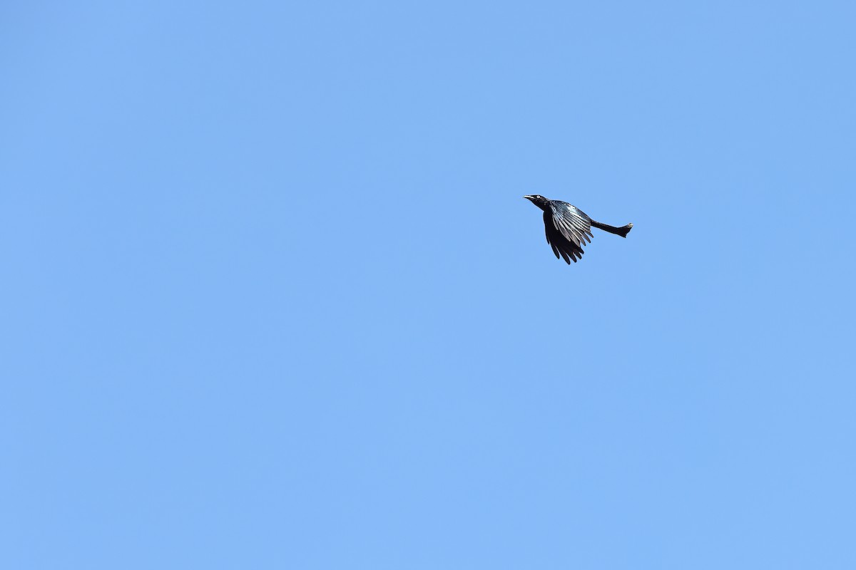 Hair-crested Drongo (White-eyed) - ML642093680