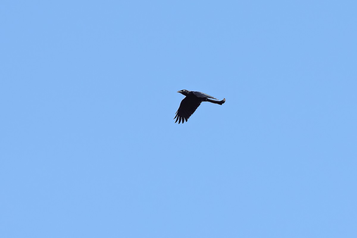 Hair-crested Drongo (White-eyed) - ML642093681