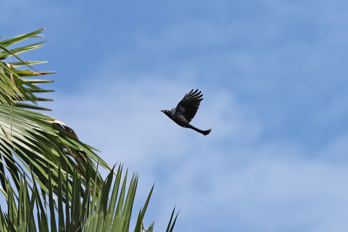 Hair-crested Drongo (White-eyed) - ML642093682