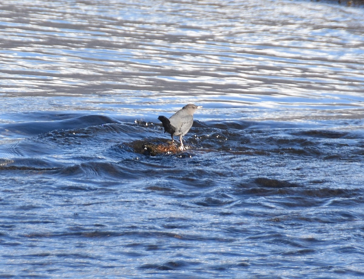 American Dipper - ML642093683