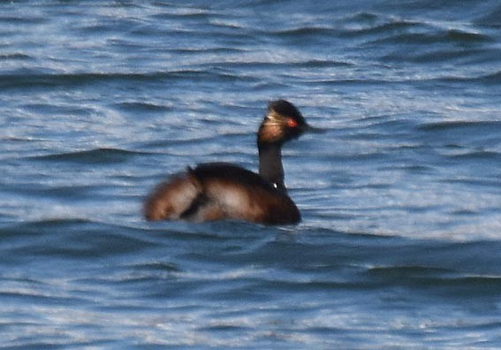 Eared Grebe - ML642093684