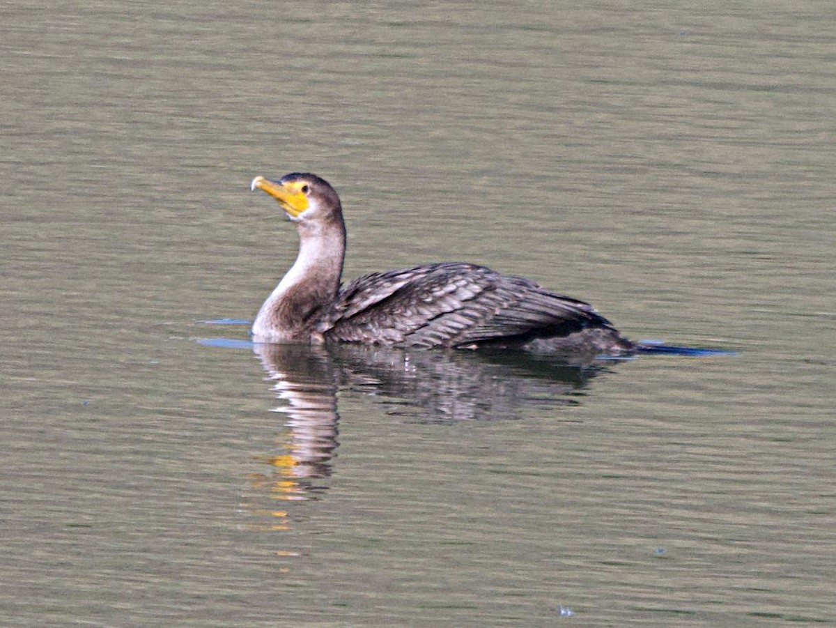 Cormoran à aigrettes - ML642093734