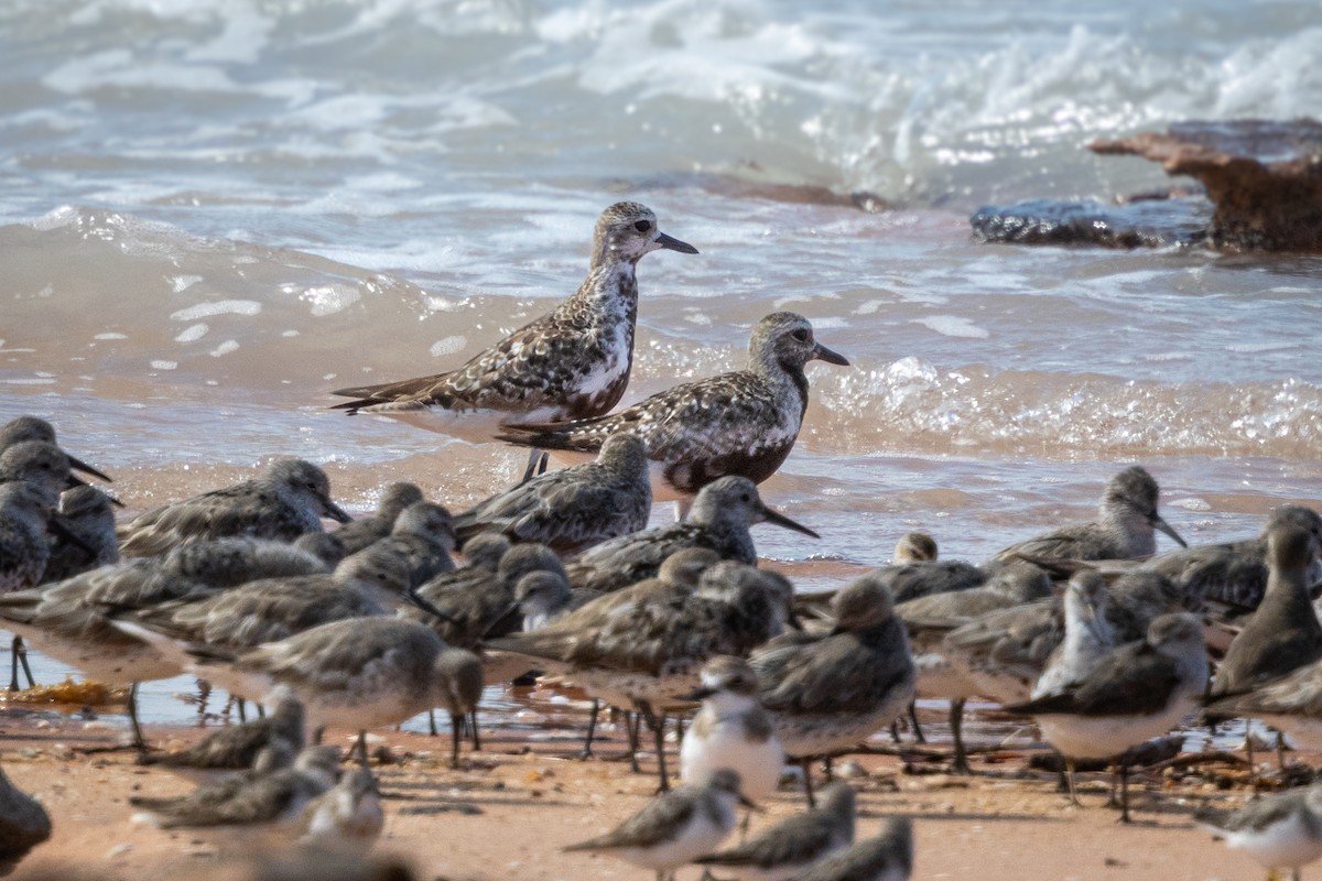 Black-bellied Plover - ML642093735