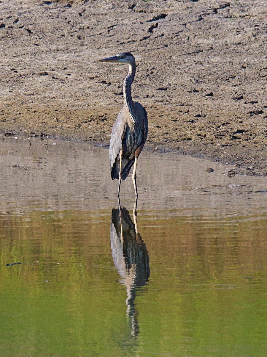 Great Blue Heron - ML642093740