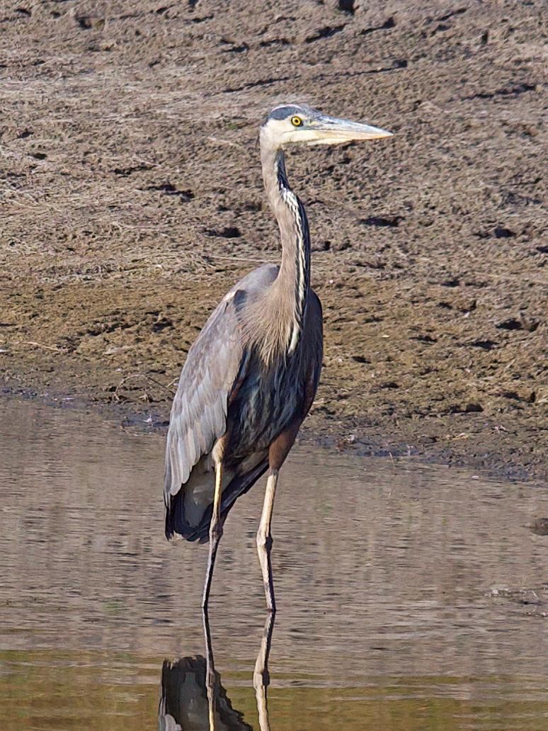 Great Blue Heron - ML642093741