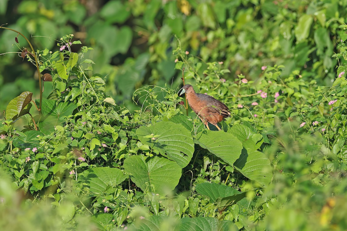 Isabelline Bush-hen - ML642093751