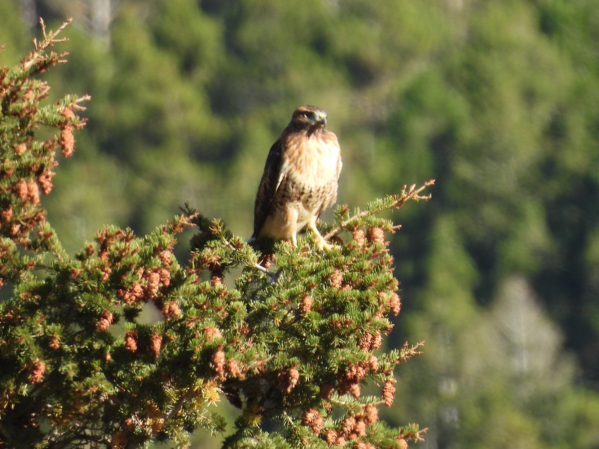 Red-tailed Hawk - ML642093775