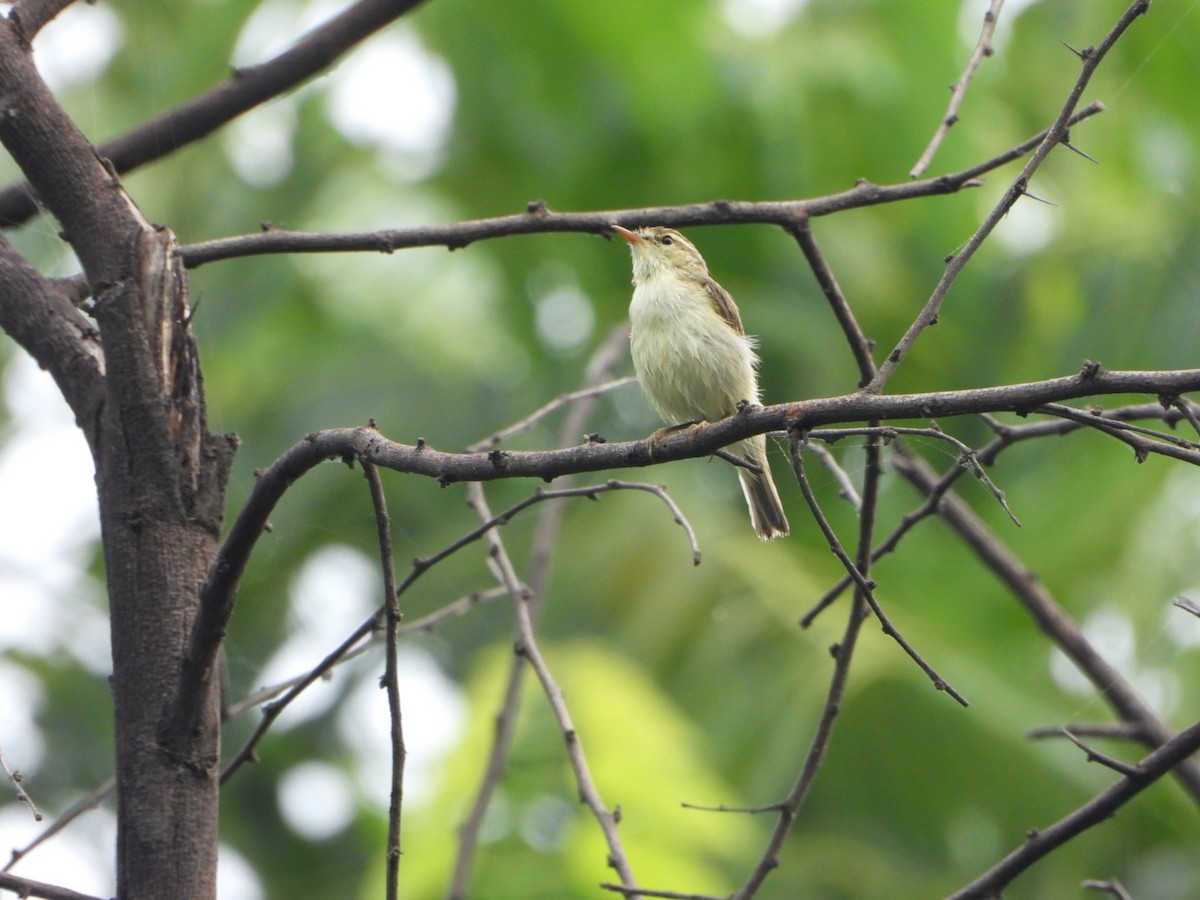 Greenish Warbler - ML642093800