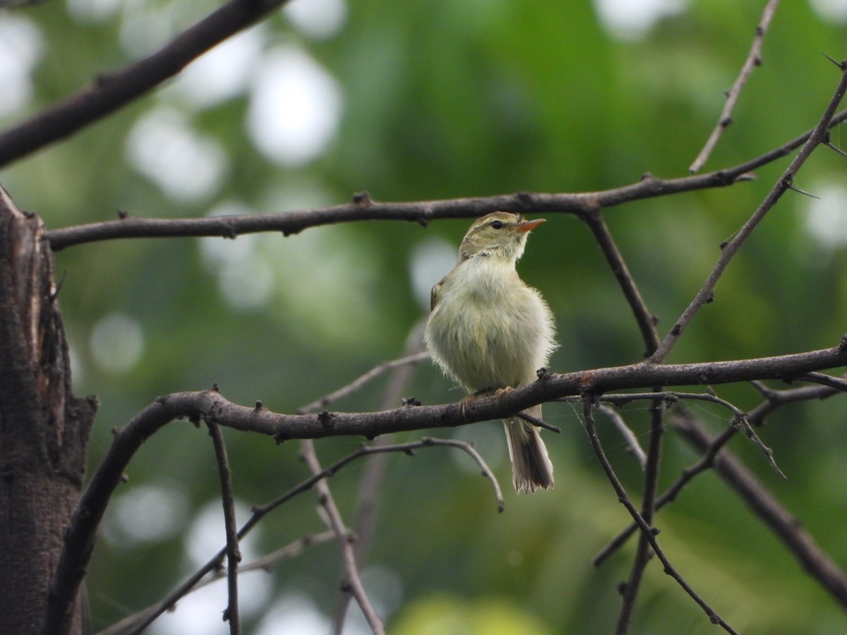 Greenish Warbler - ML642093801