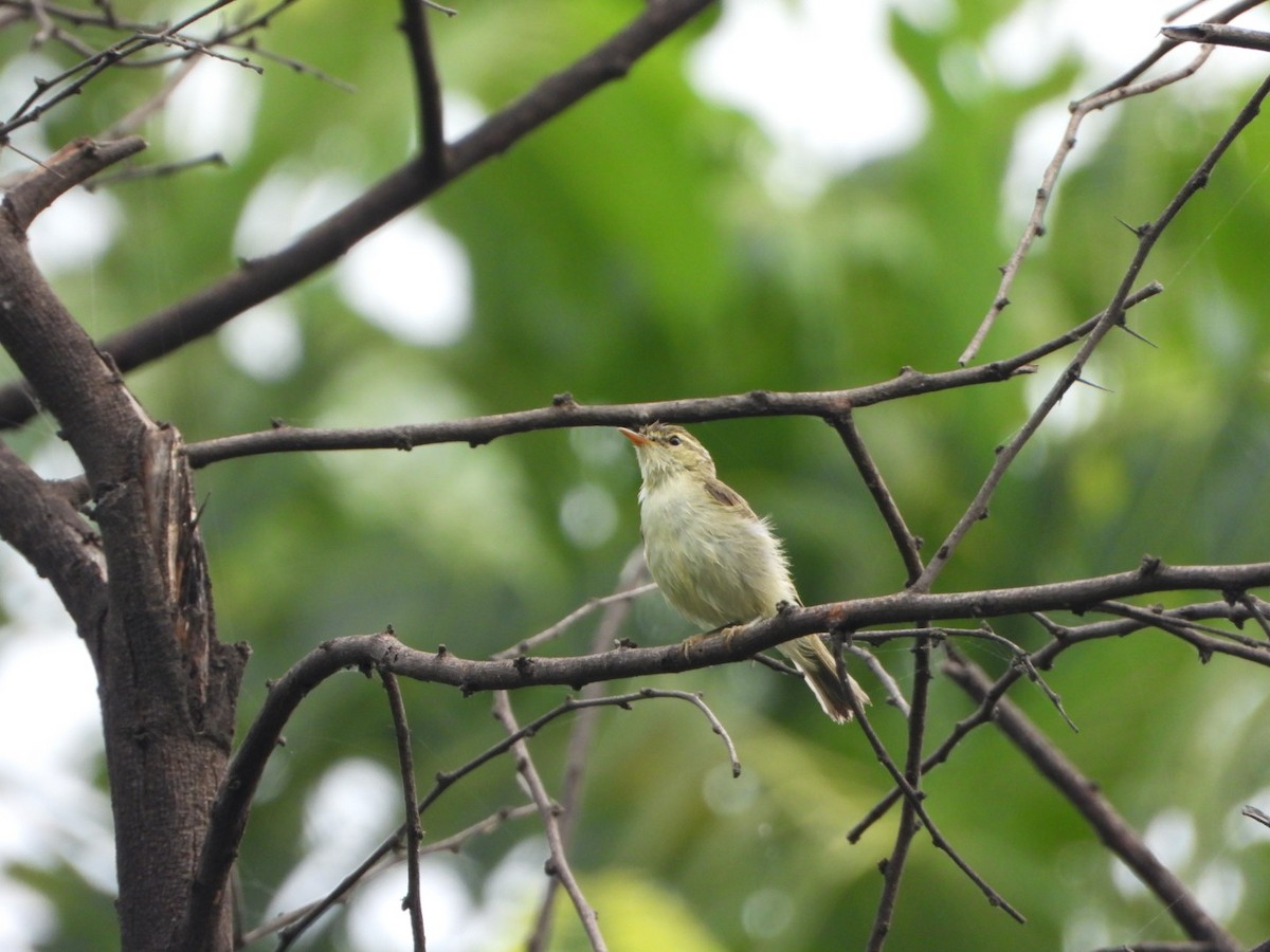 Greenish Warbler - ML642093802