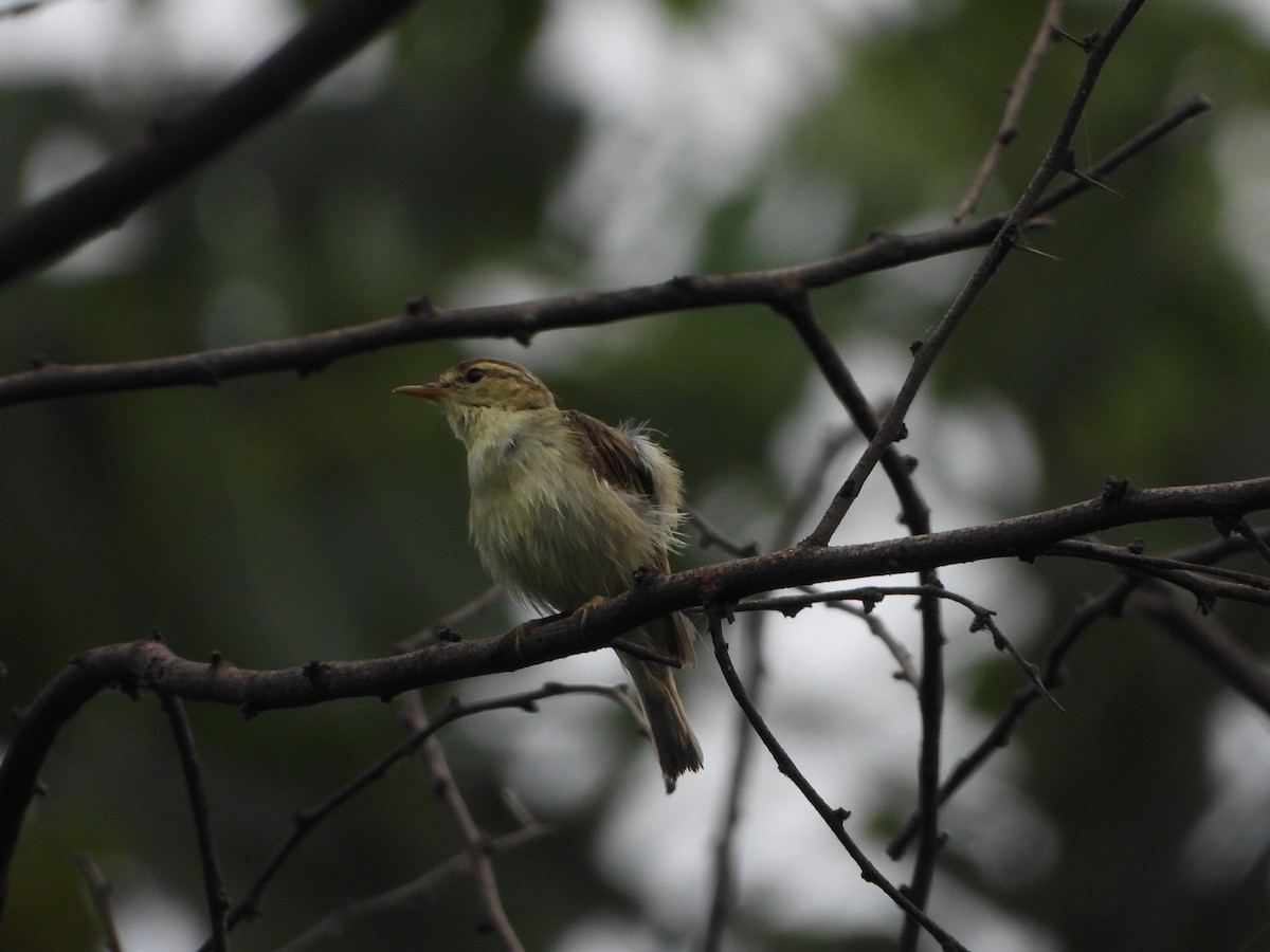 Greenish Warbler - ML642093803