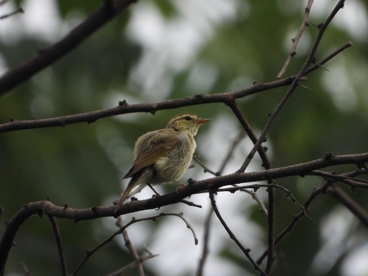 Greenish Warbler - ML642093804