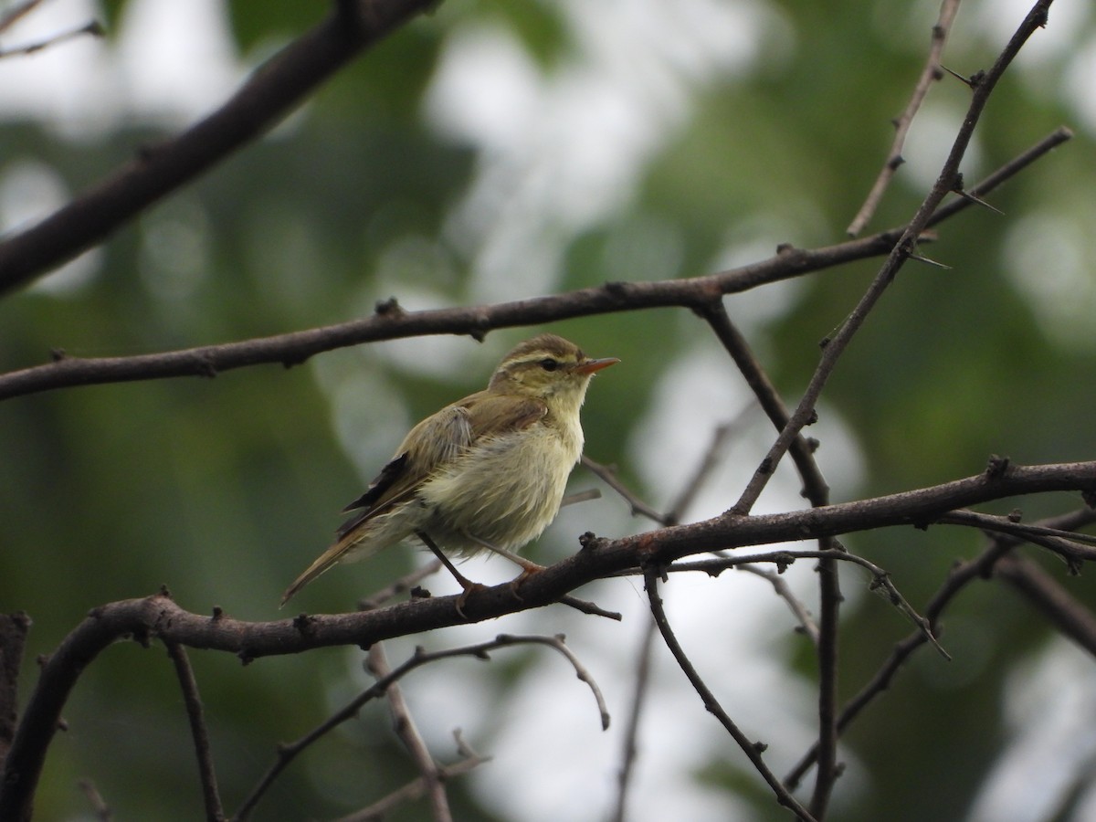 Greenish Warbler - ML642093805