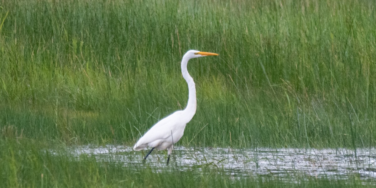 Great Egret - ML642093830