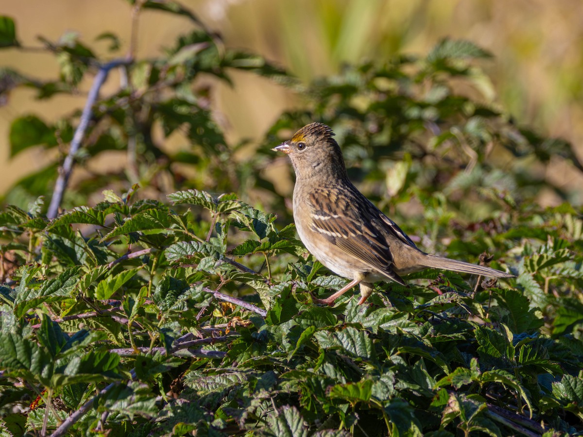 Golden-crowned Sparrow - ML642093832