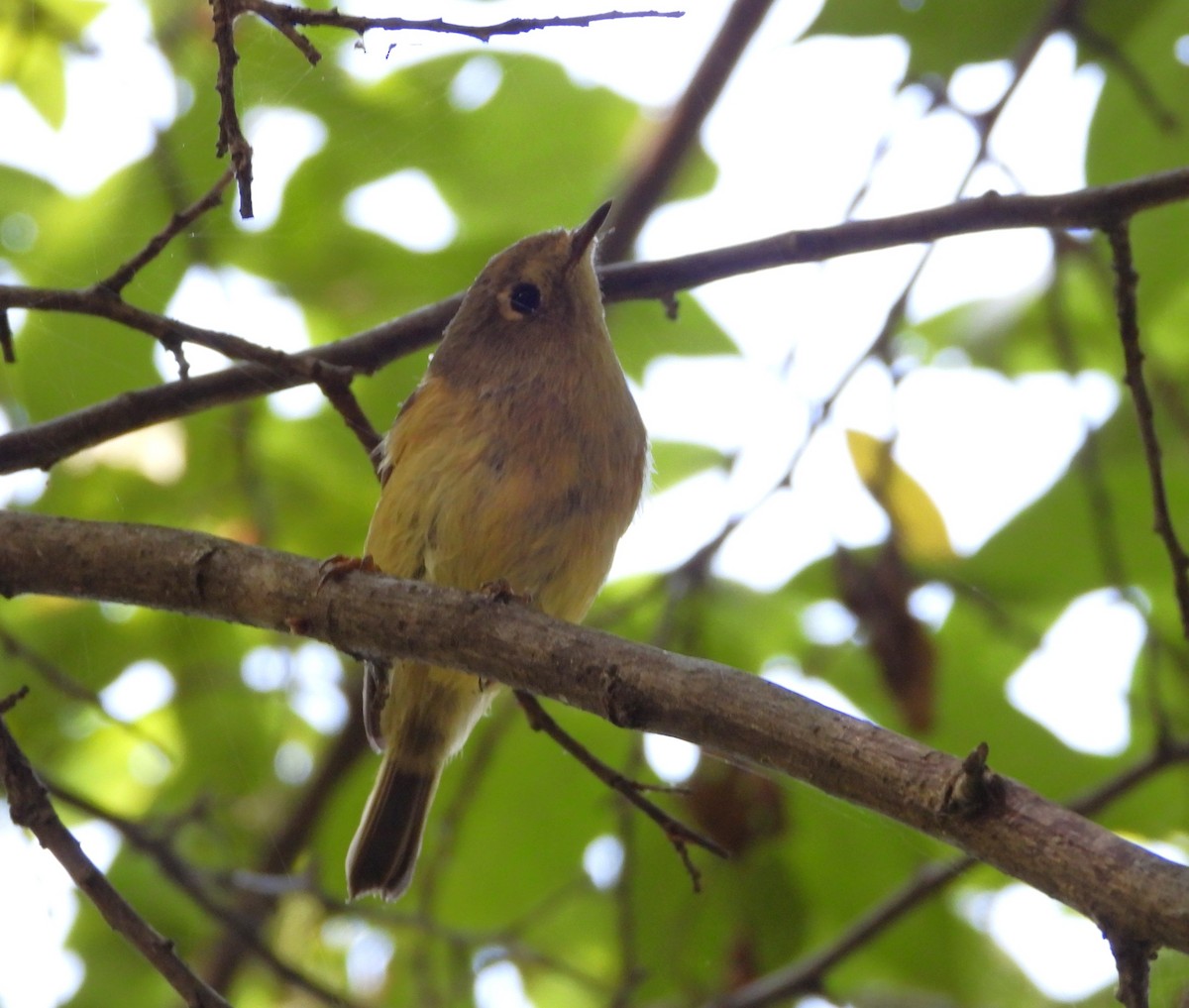 Ruby-crowned Kinglet - ML642093837