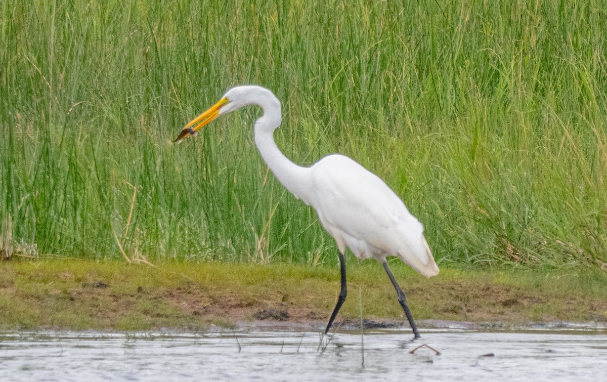 Great Egret - ML642093841