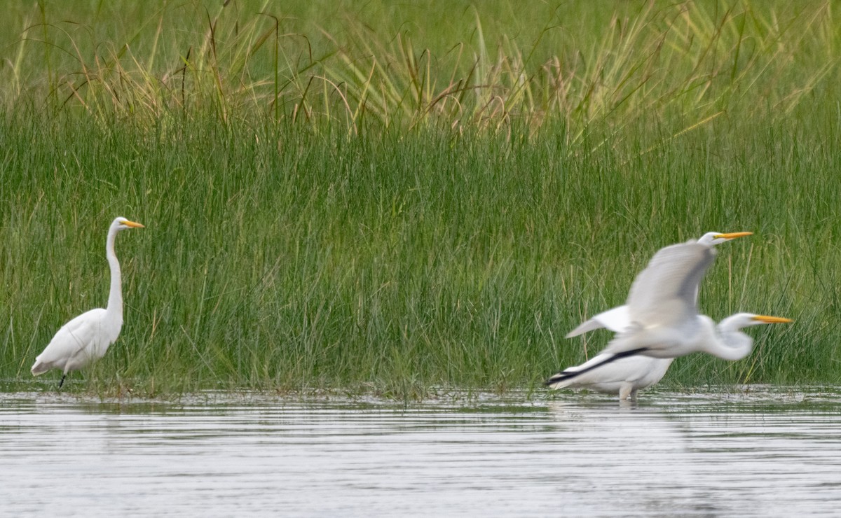 Great Egret - ML642093846