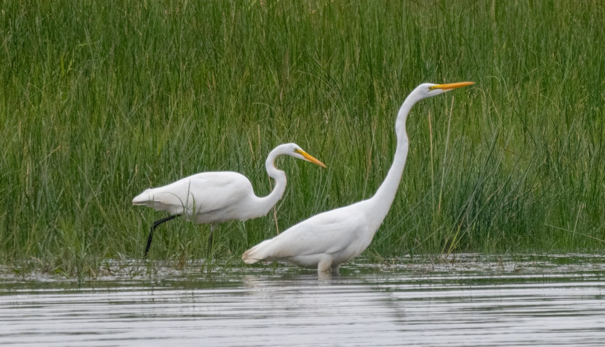 Great Egret - ML642093850