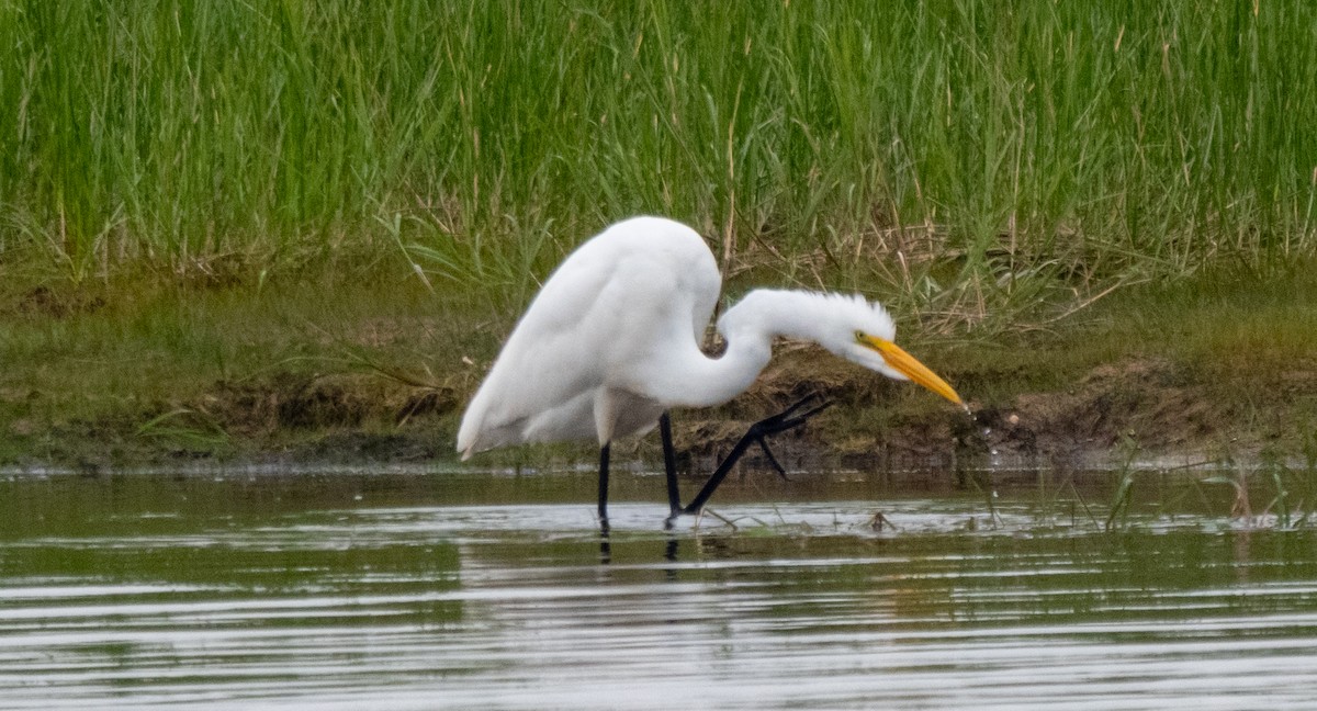 Great Egret - ML642093856