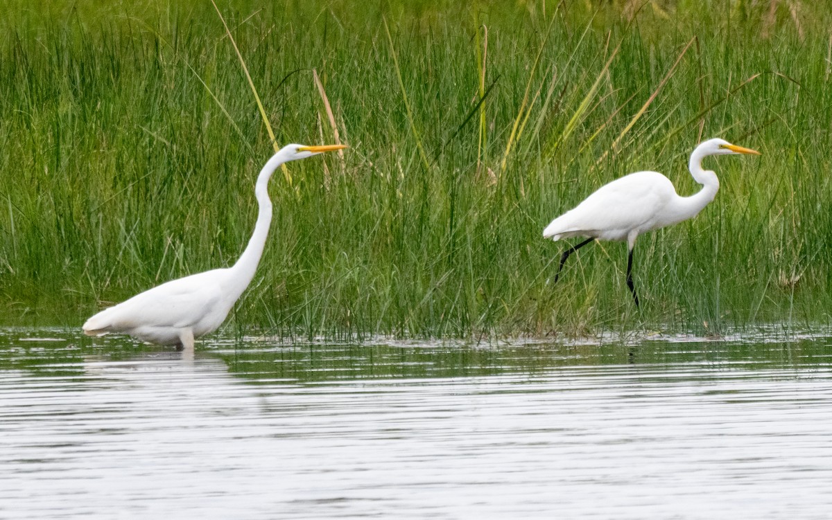 Great Egret - ML642093858