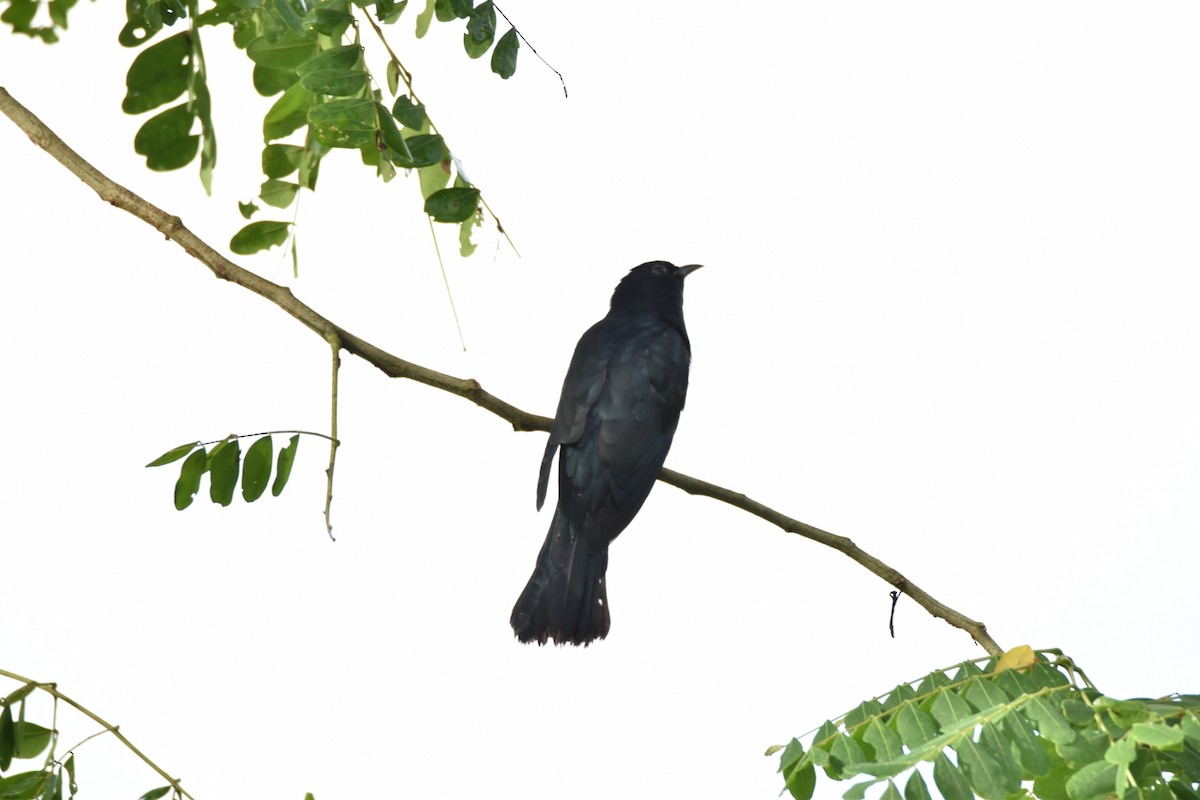 Square-tailed Drongo-Cuckoo - ML642093859