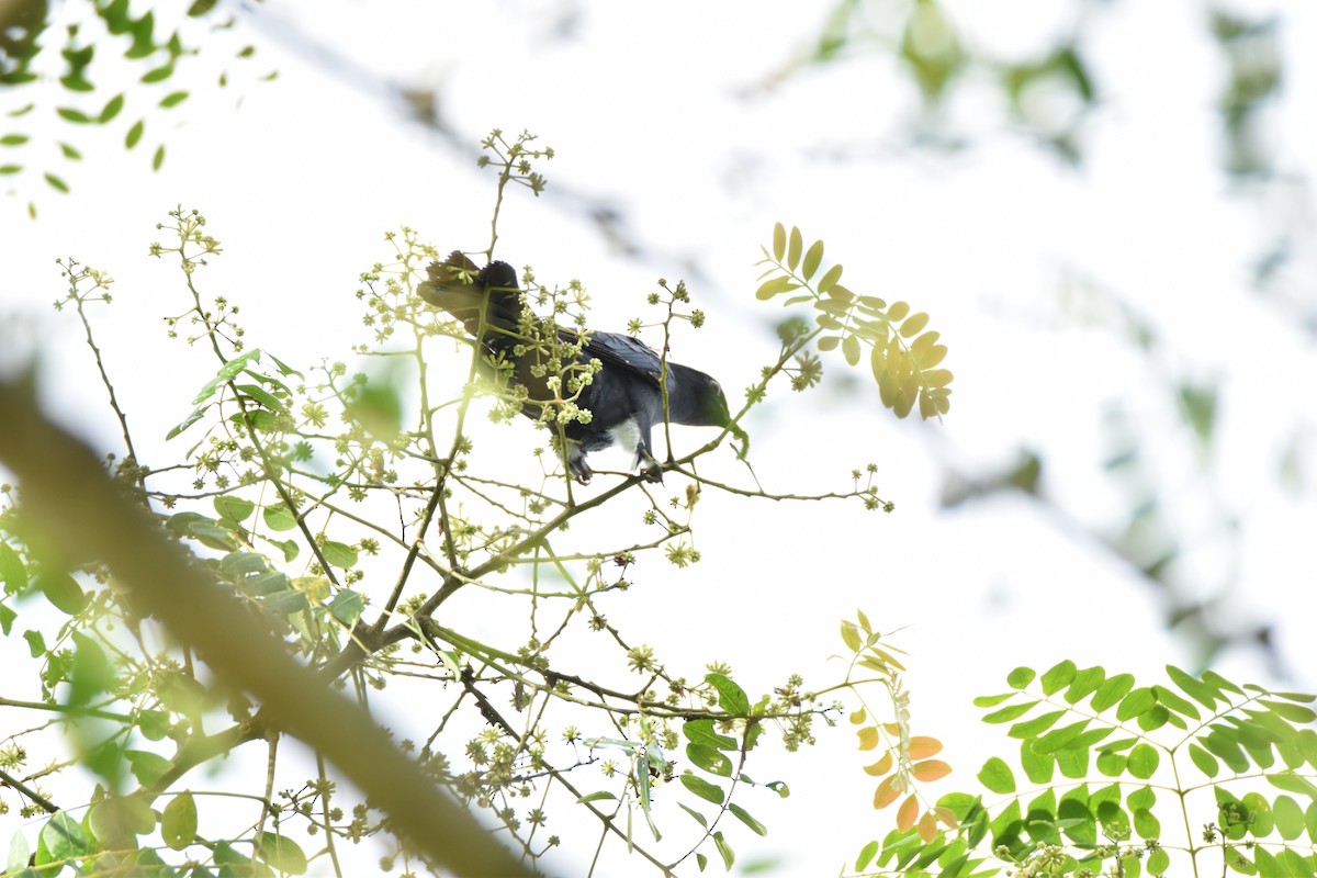 Square-tailed Drongo-Cuckoo - ML642093860