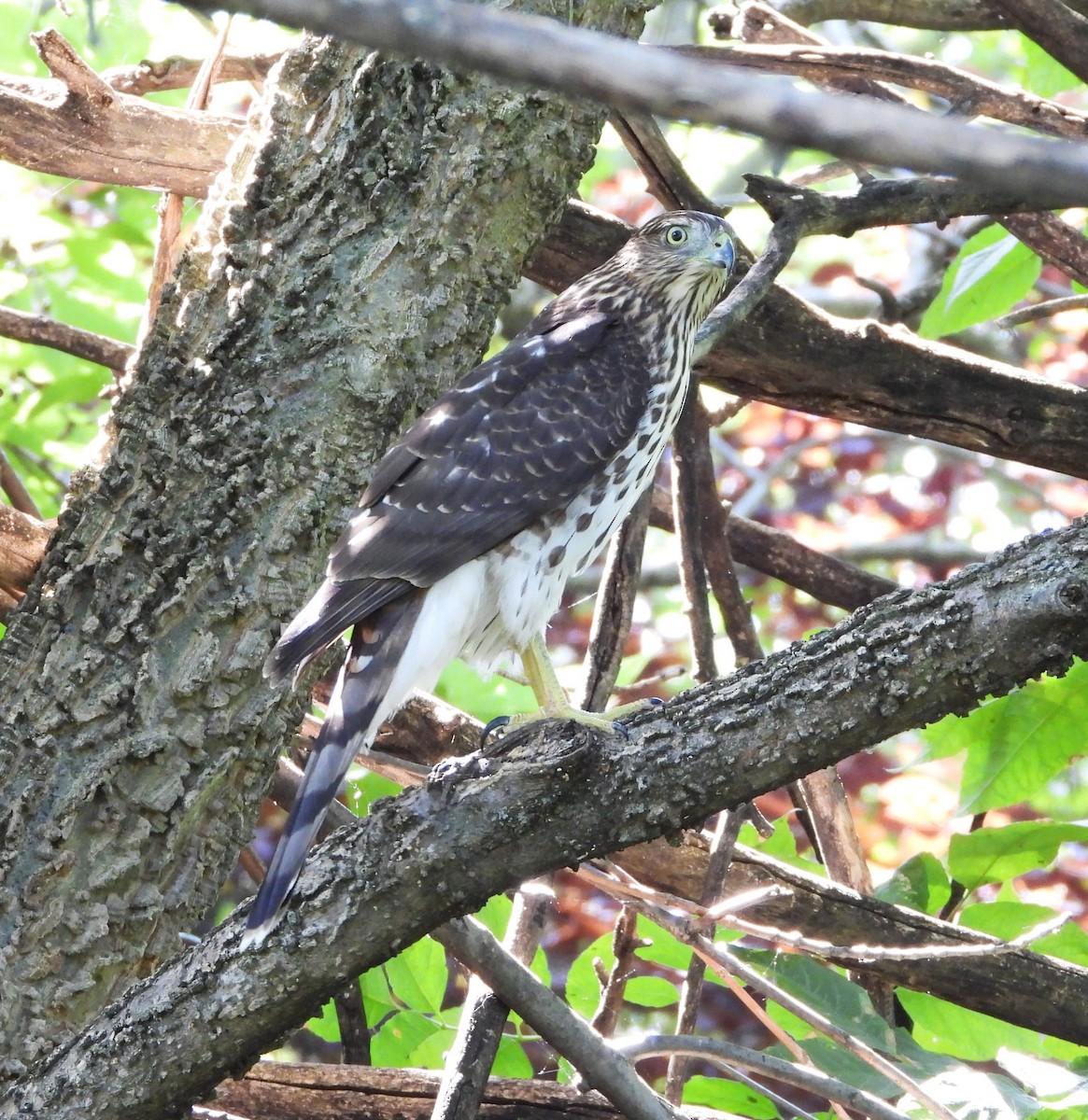 Cooper's Hawk - ML642093886