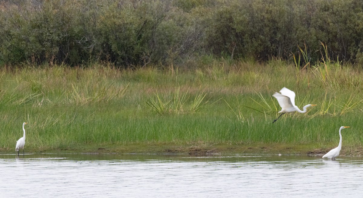 Great Egret - ML642093891