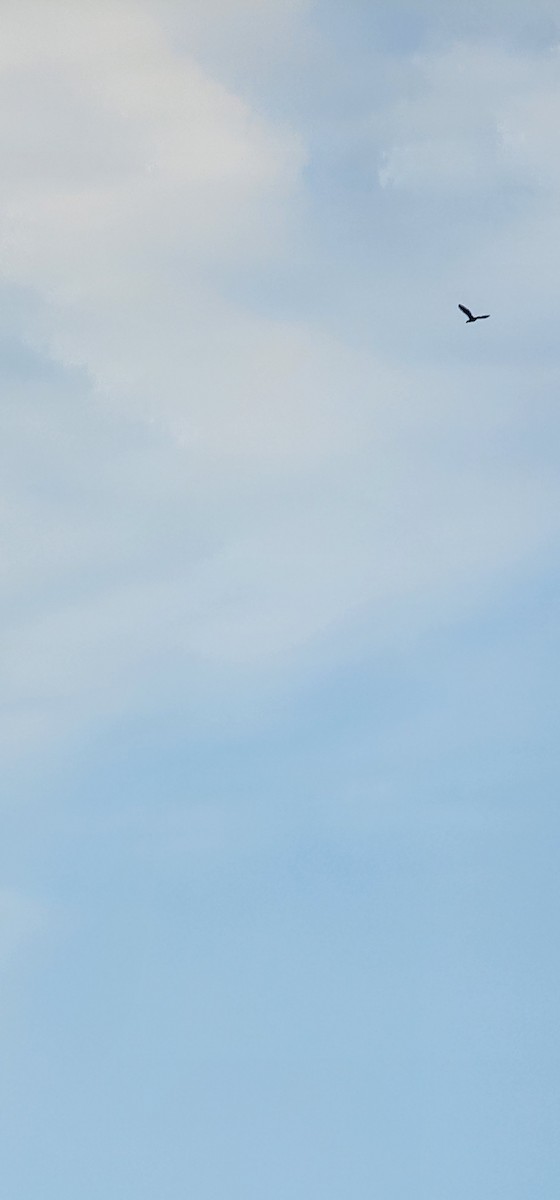 Kormoran - ML642093894