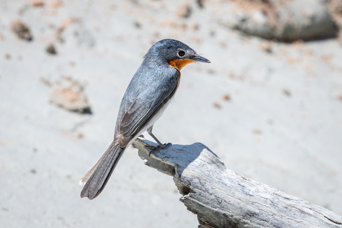 Broad-billed Flycatcher - ML642093897