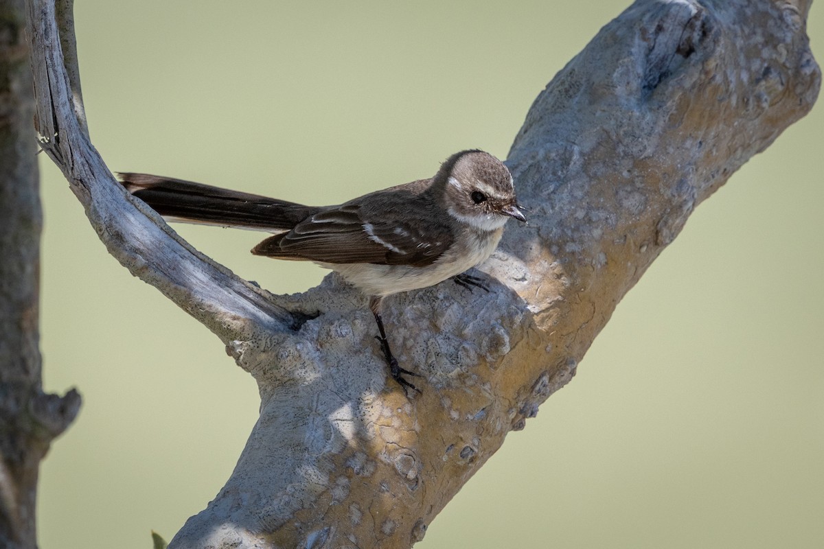Mangrove Fantail - ML642093899