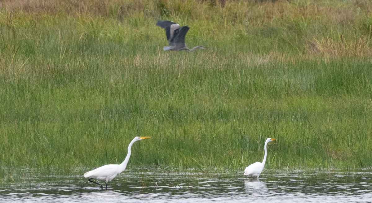 Great Blue Heron - ML642093902