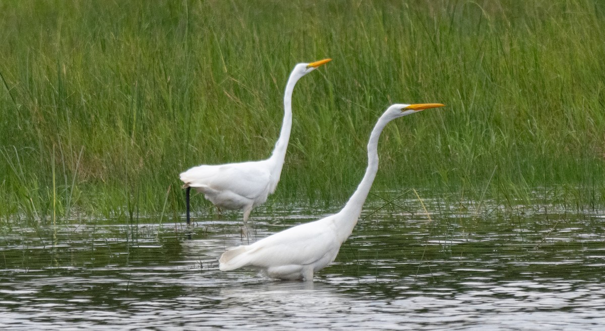 Great Egret - ML642093910