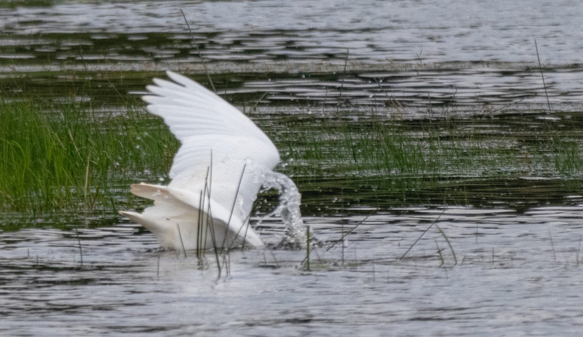 Great Egret - ML642093916