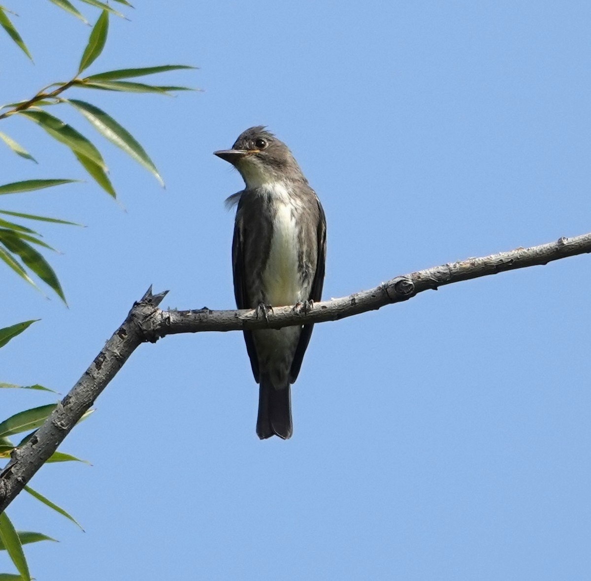 Olive-sided Flycatcher - ML642093919