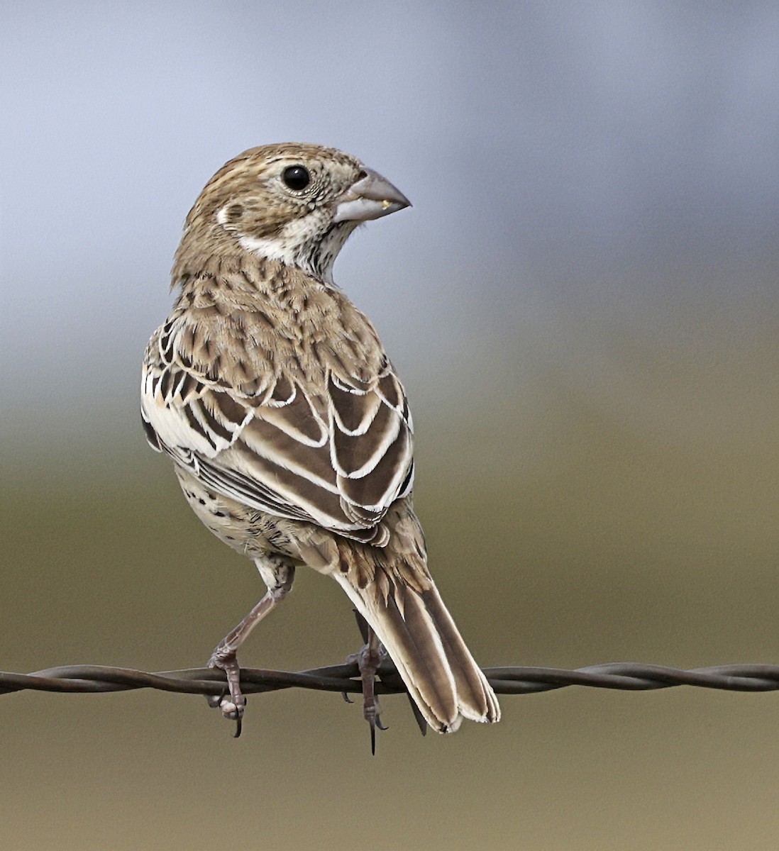 Lark Bunting - ML642093922