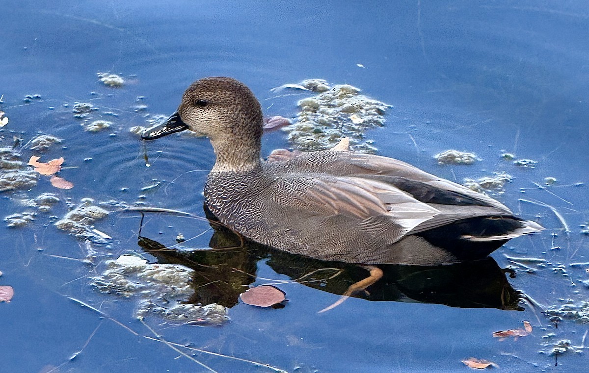 オカヨシガモ - ML642093925