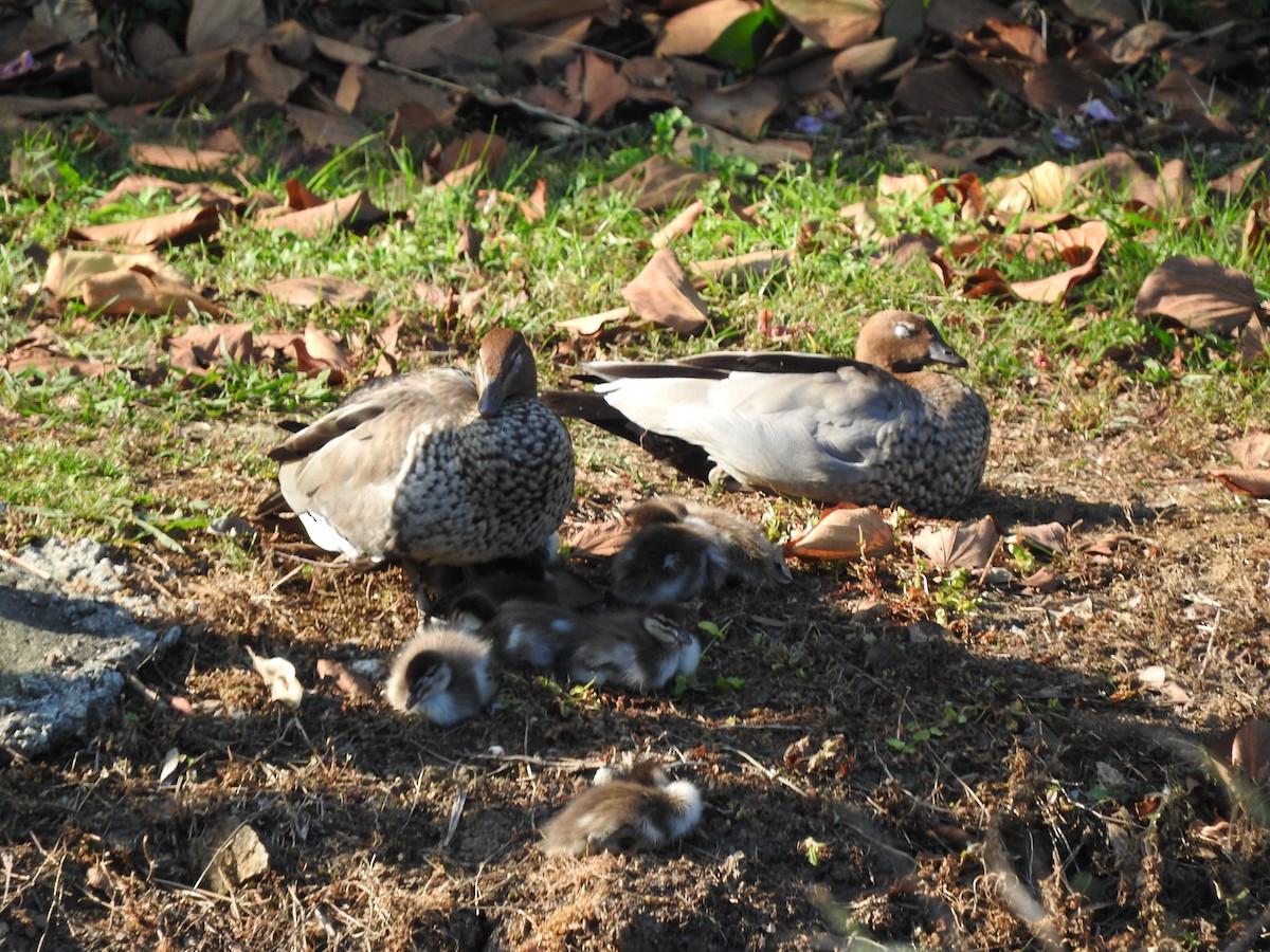 Maned Duck - ML642093928