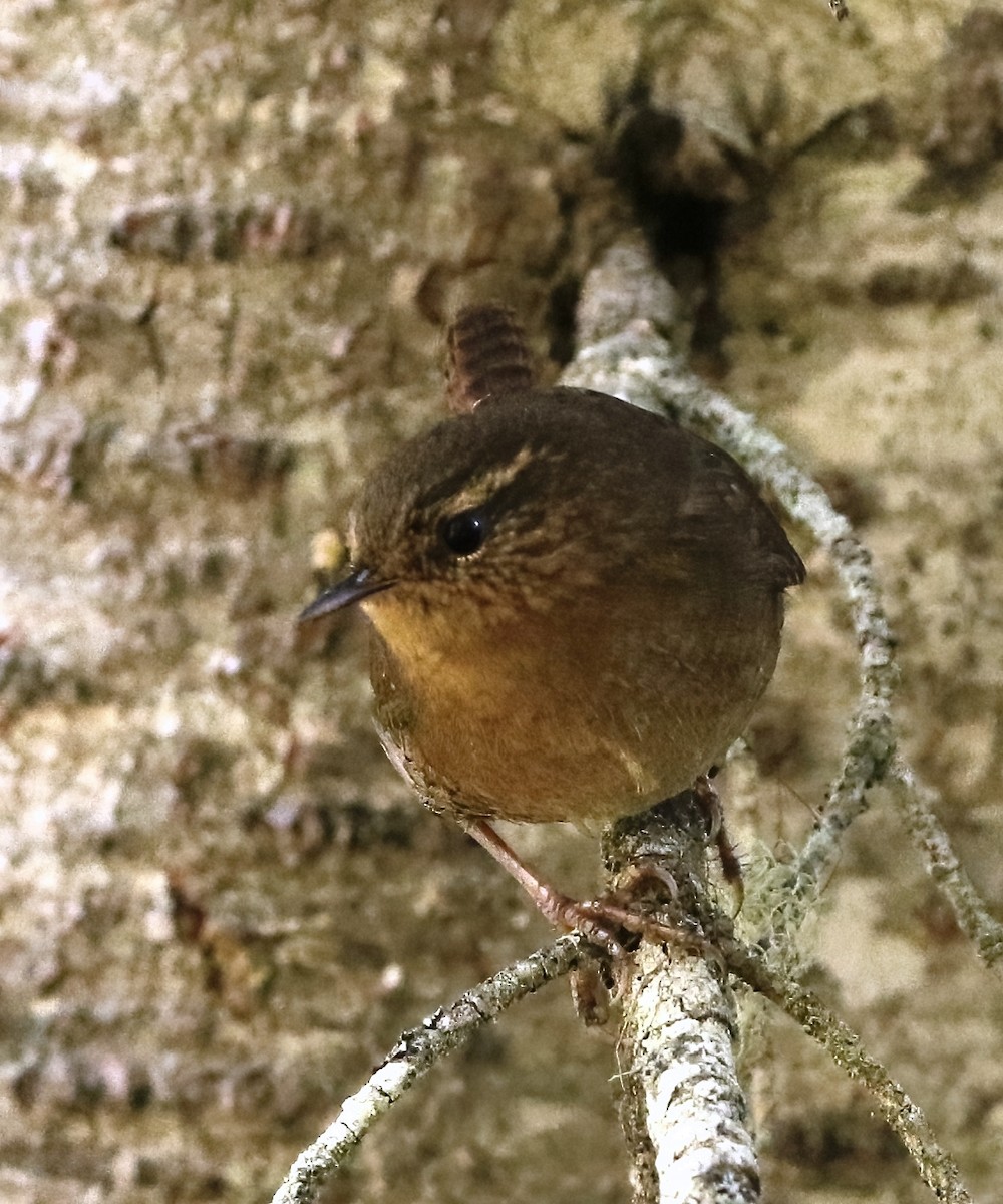 Pacific Wren - ML642093930