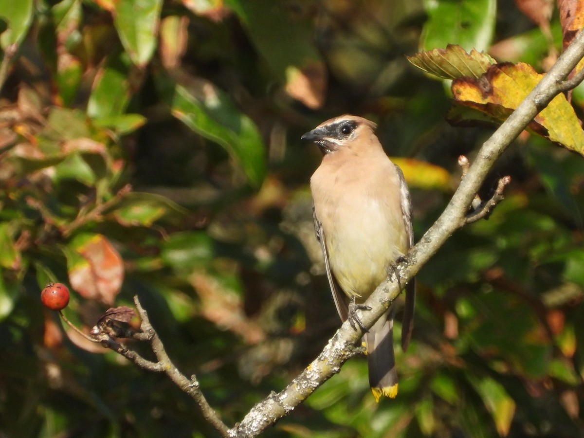 Cedar Waxwing - ML642093935